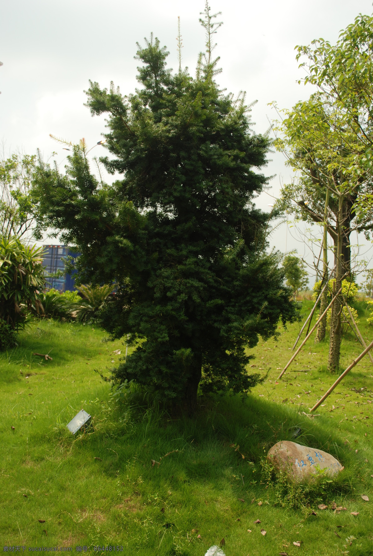 红豆杉 树木 风景 名树 红豆杉木 景区 国内旅游 旅游摄影