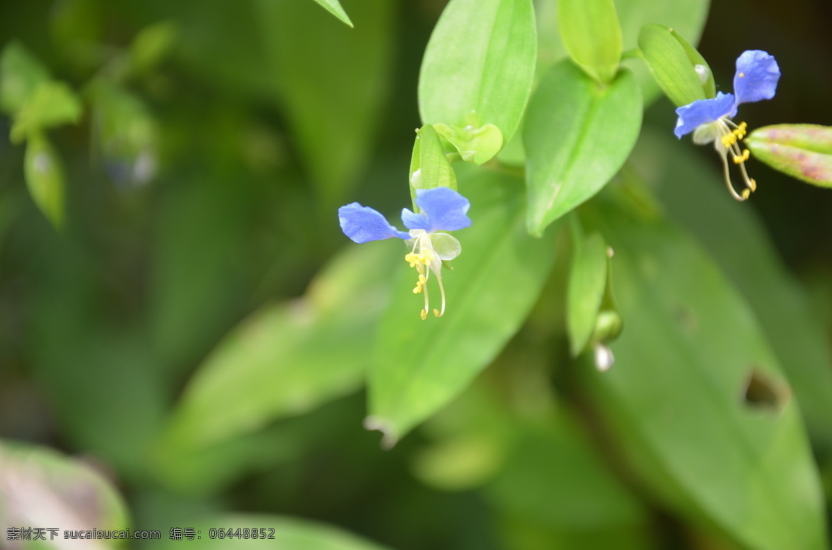 鸭跖草 花卉 竹节菜 鸭鹊草 耳环草 蓝花菜 翠蝴蝶 三角菜 蓝花水竹草 淡竹叶 聚伞花序 三瓣 深蓝色 两朵 花卉系列 花草 生物世界