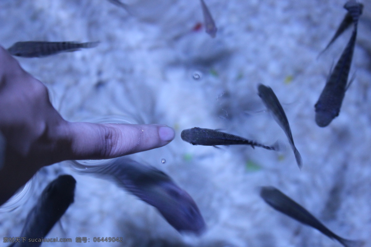 海底世界 池水 小鱼 亲亲鱼 鱼疗 旅游 展览 生物世界 海洋生物