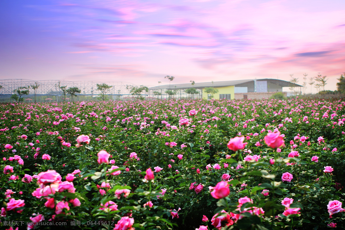 玫瑰花 傍晚 万亩玫瑰 宝趣玫瑰园 从化玫瑰世界 旅游摄影 国内旅游 摄影图库