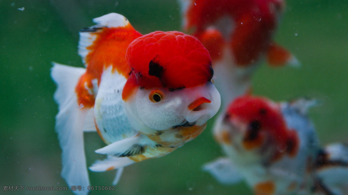 金鱼 卡通 可爱 色彩 生物世界 水族箱 艳丽 红头 白身 胖头 游弋 悠闲自在 鱼类
