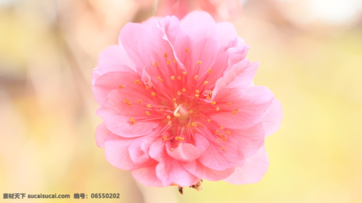 朵 美丽 桃花 植物 桃红 春天 桃花运 微距摄影 花朵 花蜜 花草 鲜艳 生物世界 黄色