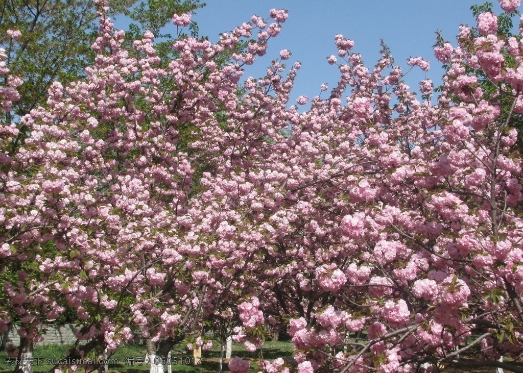 樱花 满园春色 花枝 玉渊潭樱花节 玉渊潭春色 树干 花朵 春色 花卉 花儿 花骨朵 花草 树枝 枝叶 园林景观 绿化景观 生物世界