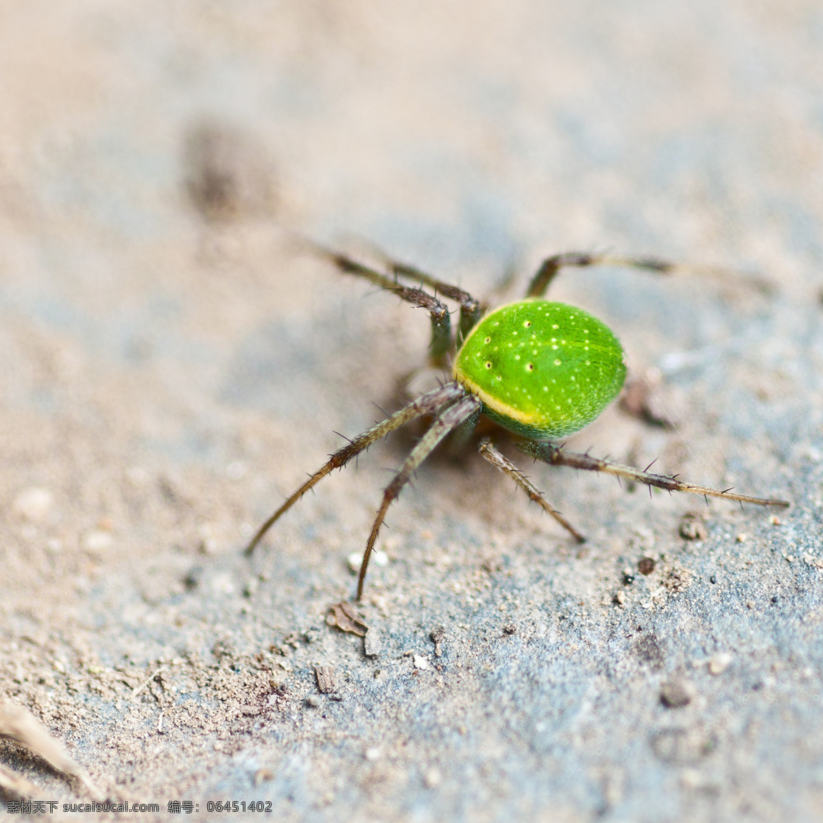 青色 小 蜘蛛 昆虫 生物 生物世界 鲜艳 青色小蜘蛛