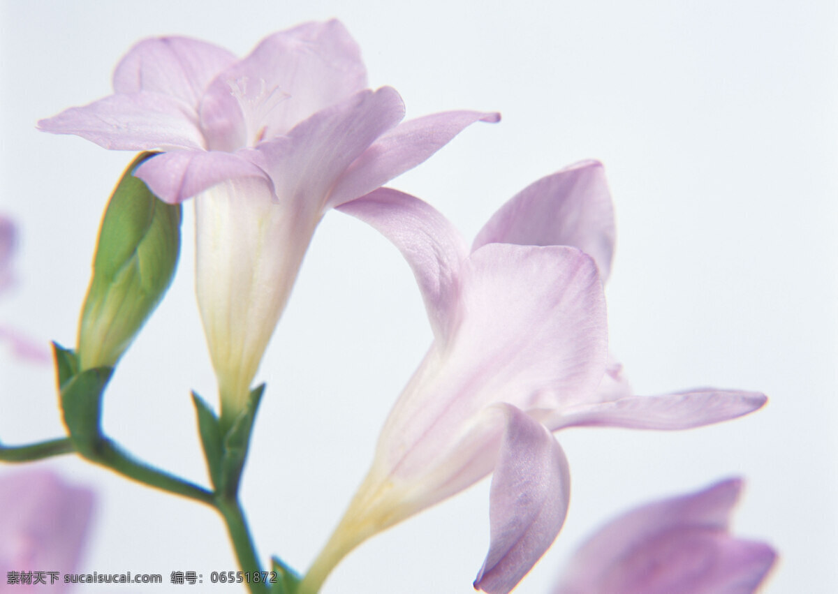 花免费下载 插花 插花艺术 高清花朵 花 花朵 花朵花束 浪漫花朵 玫瑰 情人节花 水珠 鲜花装饰 节日素材 情人节七夕