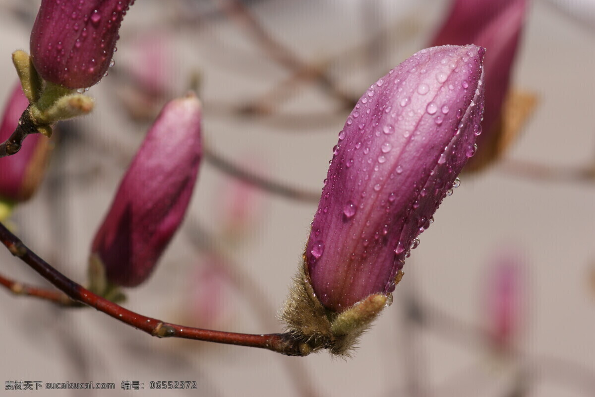 紫玉 兰花 高清 紫玉兰花 自然风景 紫玉兰花素材 自然景观 自然 风景 自然摄影 花卉特写 生物世界 花草 高清花卉摄影 近景摄影 微距高清摄影 紫玉兰