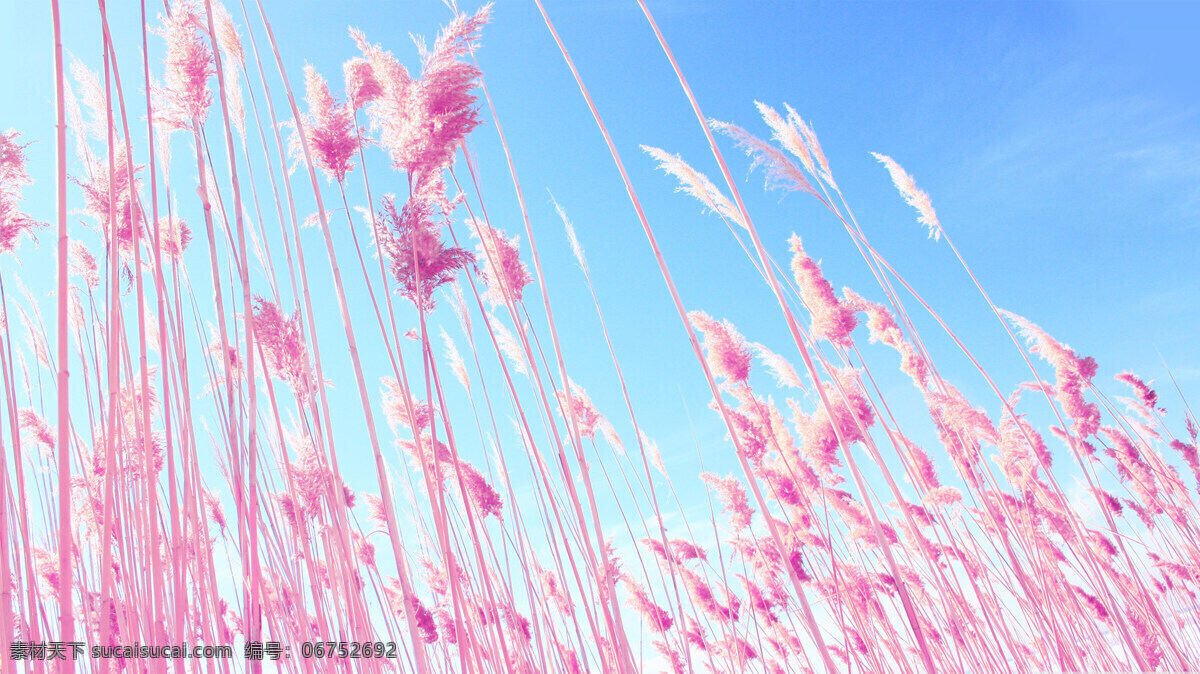 粉红色花屏保 风景 高清摄影 大自然 桌面 屏保 花朵 生物世界 花草