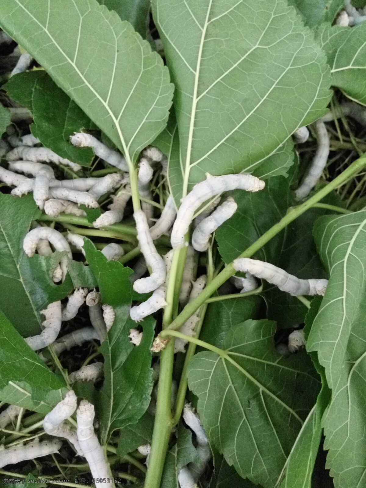 桑叶 养蚕 蚕丝 蚕丝被 蚕 桑蚕 昆虫 春蚕 茧子 虫子 喂蚕宝宝 蚕宝宝图片 生物世界