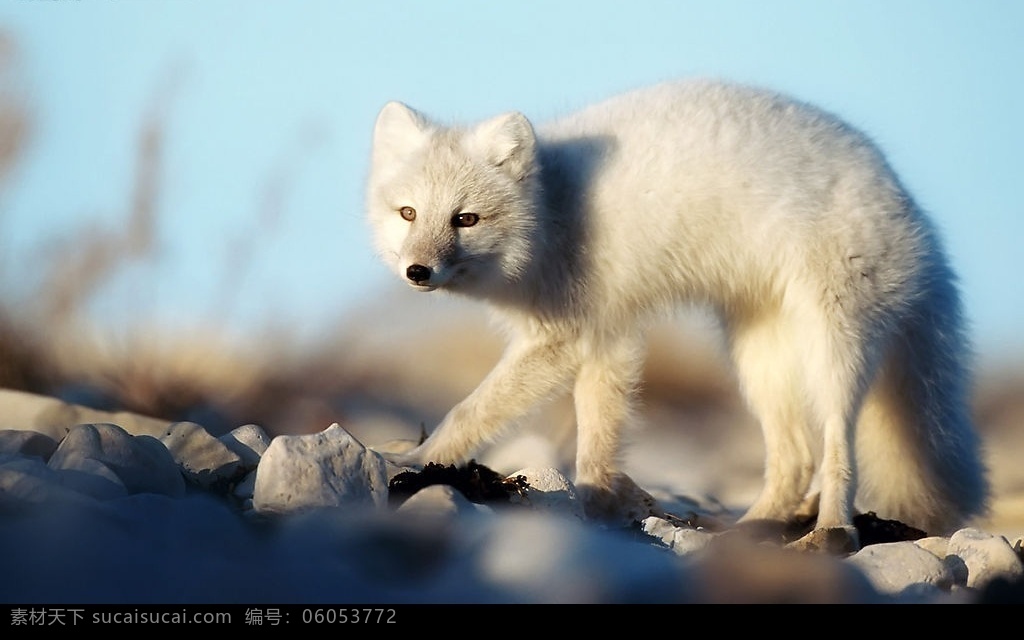 白狐狸 狐狸 树木 生物世界 野生动物 摄影图库