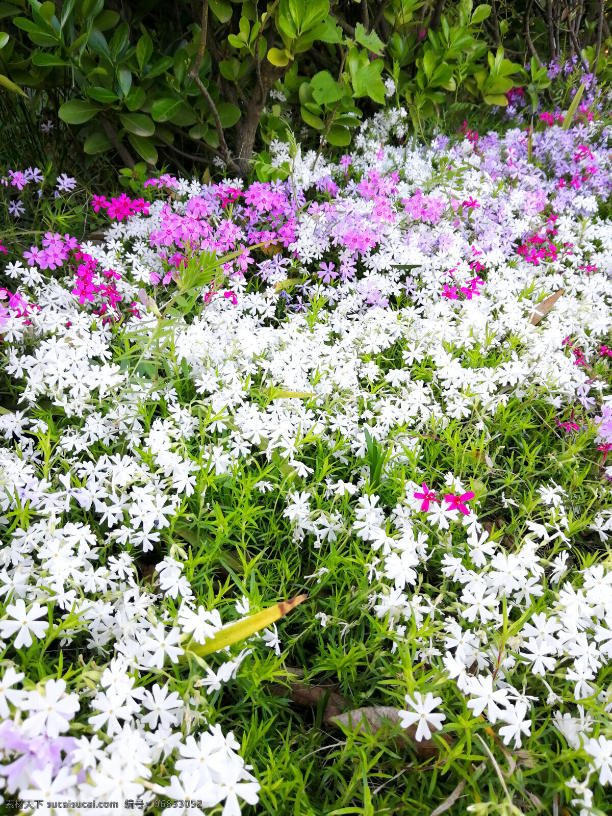 天蓝绣球 花 花朵 花卉 植物 鲜花 美丽的花 观赏 生物世界 花草