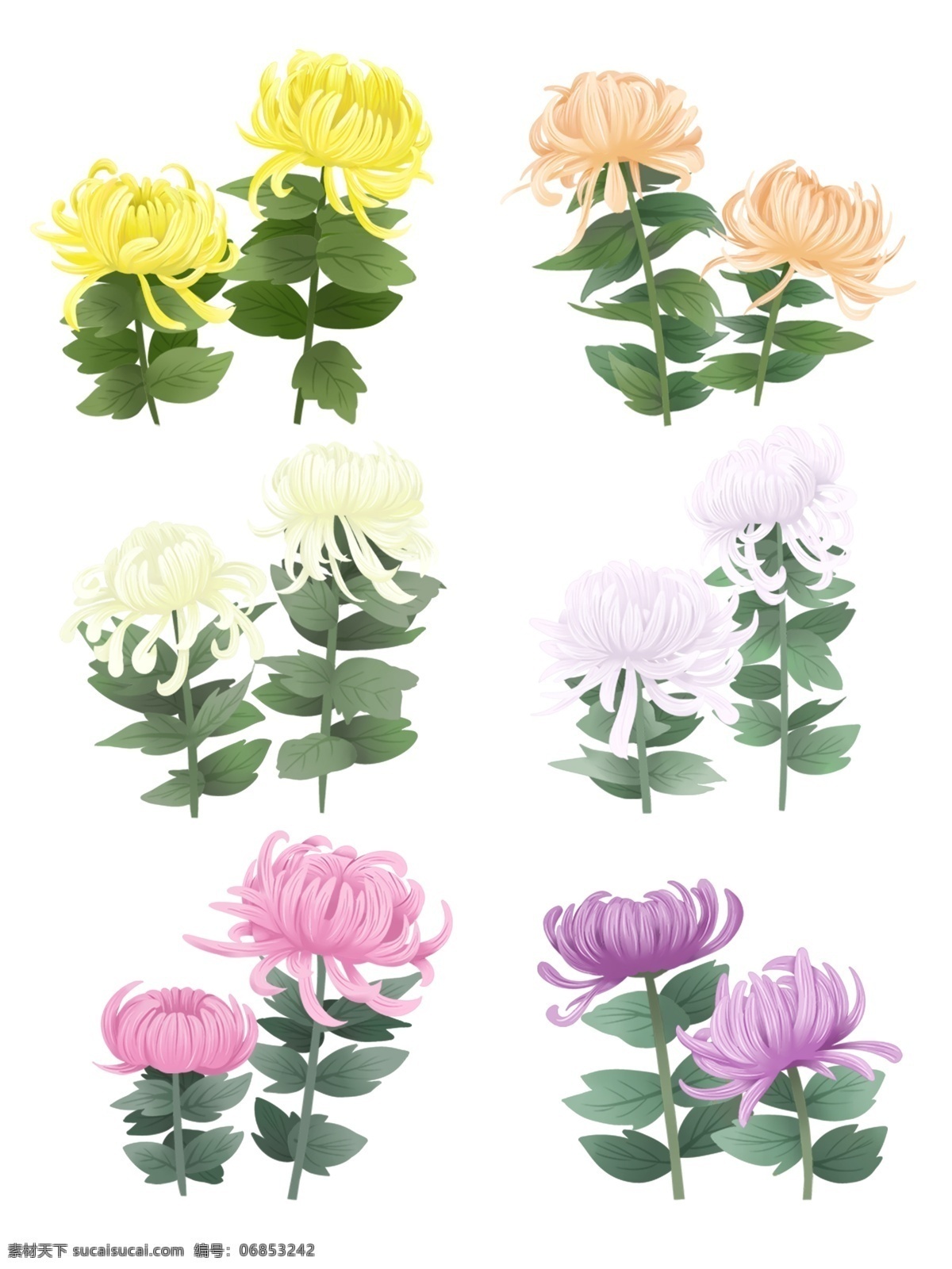 手绘 花 鲜花 原创 菊花 秋菊 花朵 叶子 紫色 绿色 黄色 粉色 橘色 白色