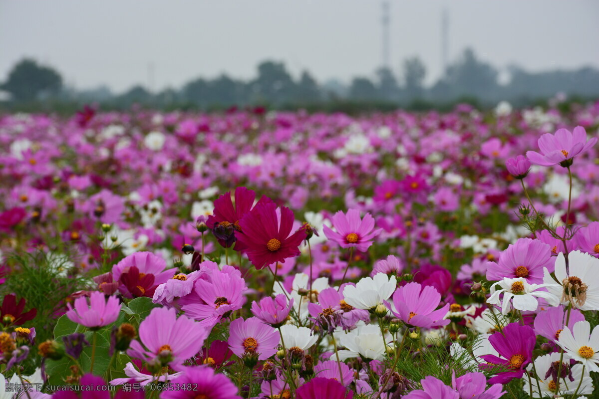 美丽 格桑 花花 海 格桑花海 唯美格桑花 花海 鲜花