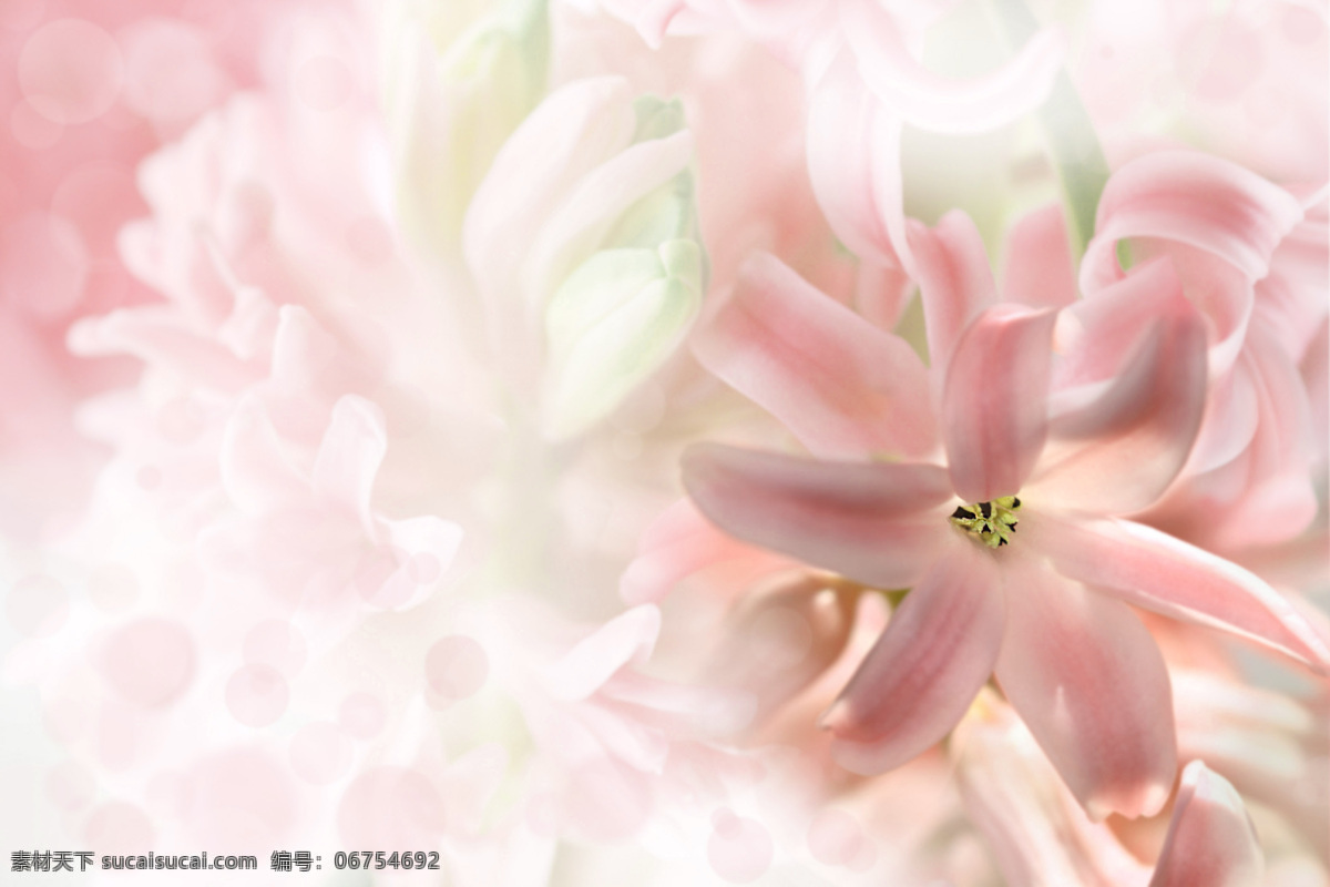 梦幻 百合花 植物 花卉 花草树木 生物世界