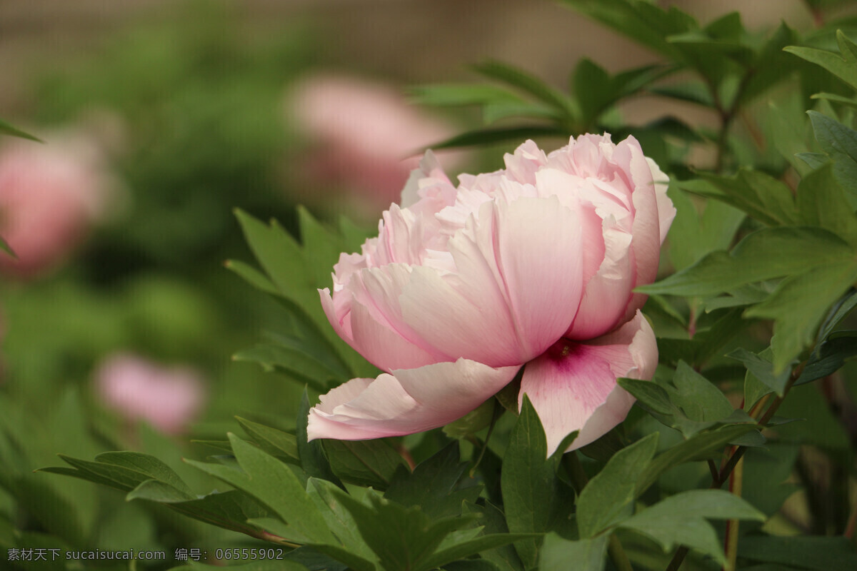 粉红牡丹花 牡丹花 牡丹 粉红牡丹 花卉 生物世界 花草