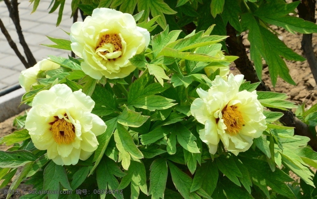 牡丹花 牡丹 观赏花卉 鼠姑 木芍药 百雨金 洛阳花 花朵 花瓣 花蕊 花卉 花儿 花草 植物 园林绿化 绿化景观 芍药牡丹 生物世界