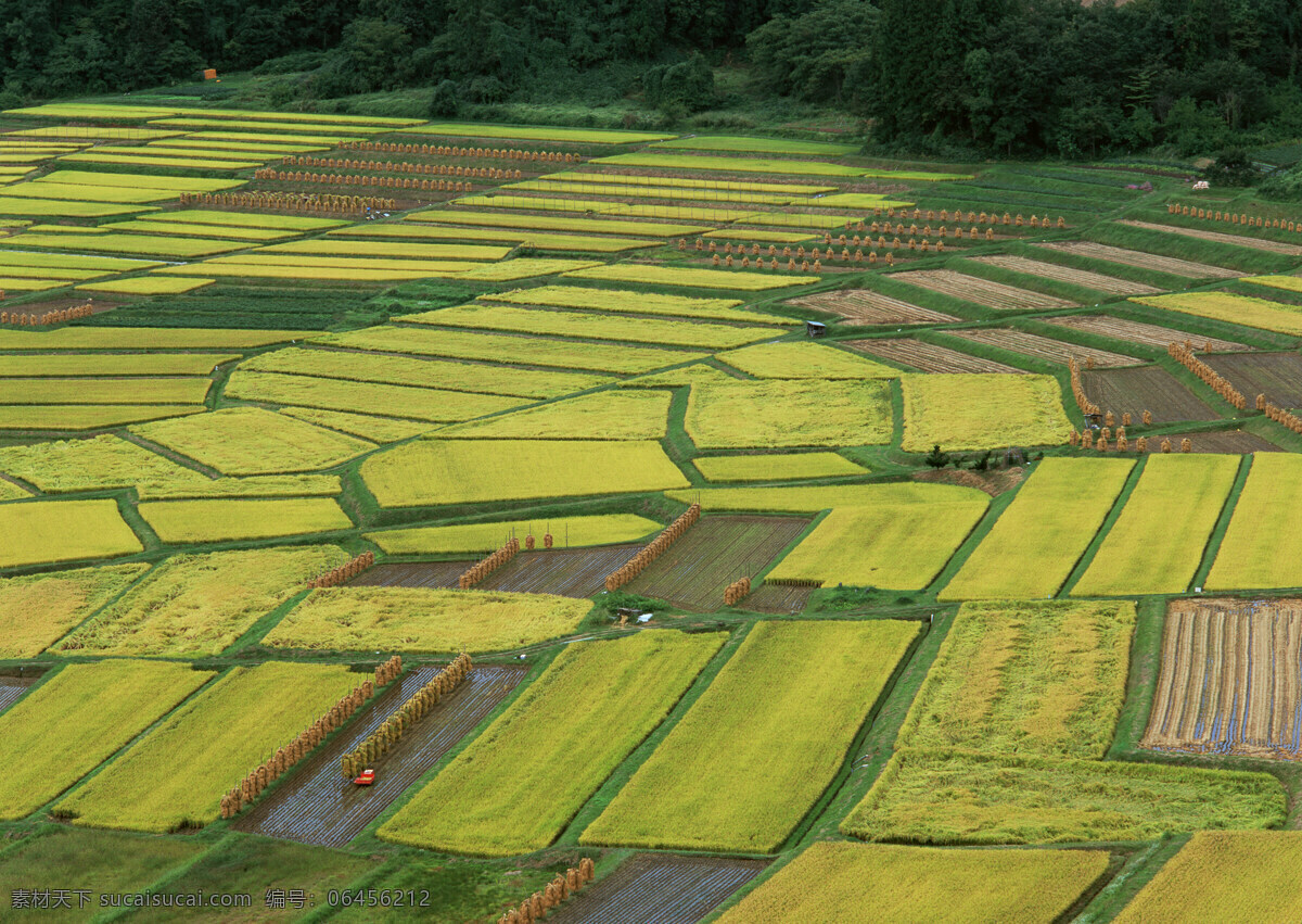 稻田 水稻 稻谷 田园风光 乡村风光 水田 农田 自然景观