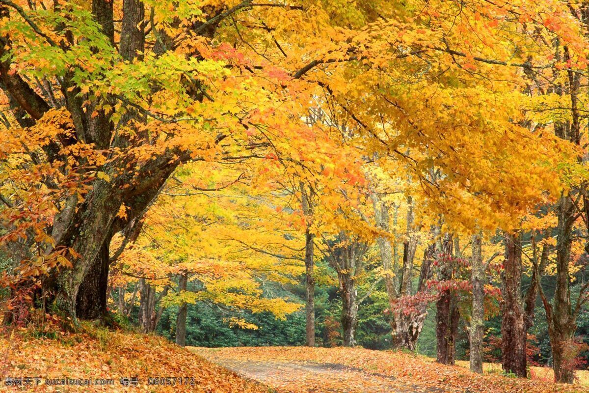 秋天的树林 落叶 秋天 风景 大树 树林 风景图 生物世界 树木树叶