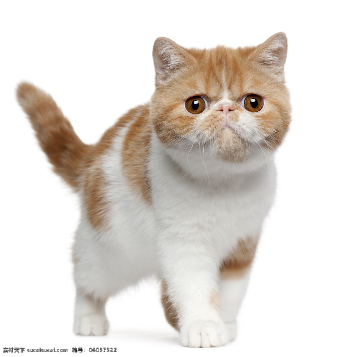 可爱 小 猫咪 猫 小猫 宠物 萌 动物世界 猫咪图片 生物世界