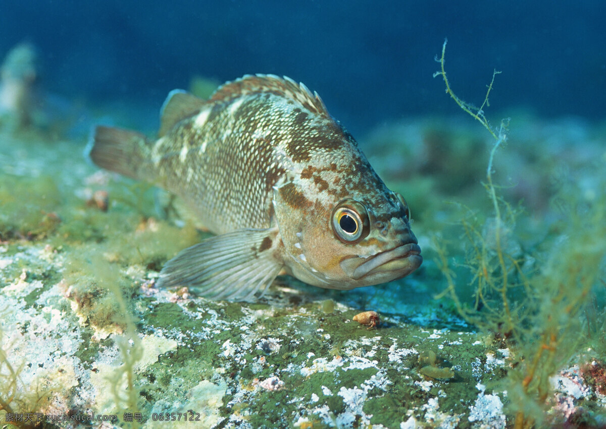 海洋生物 海底世界 海洋 礁石 生物世界 鱼 鱼类 珊蝴礁石 珊蝴 海底景色