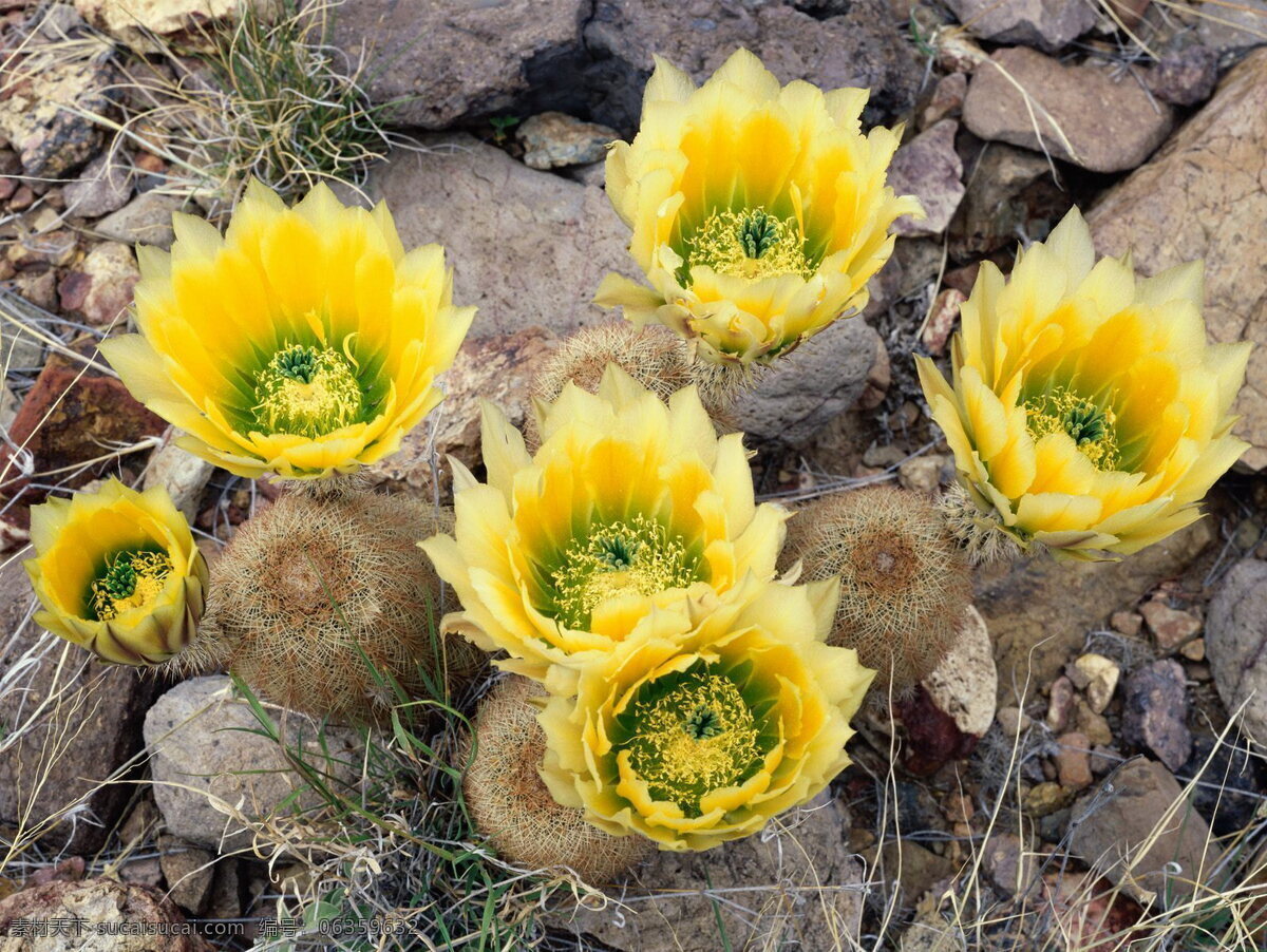 花之系列 石块 仙人球 黄色花 生物世界 花草 摄影图库