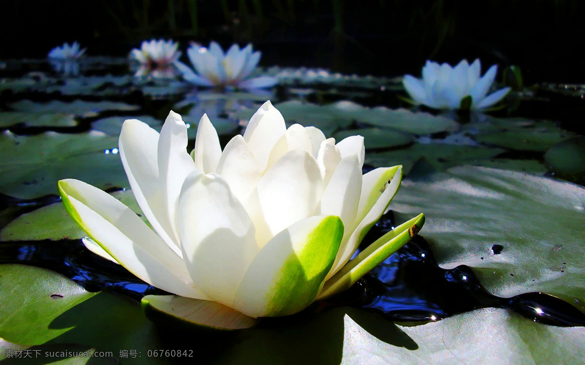 漂亮 白色 莲花 白色莲花 荷花 白莲 黑色