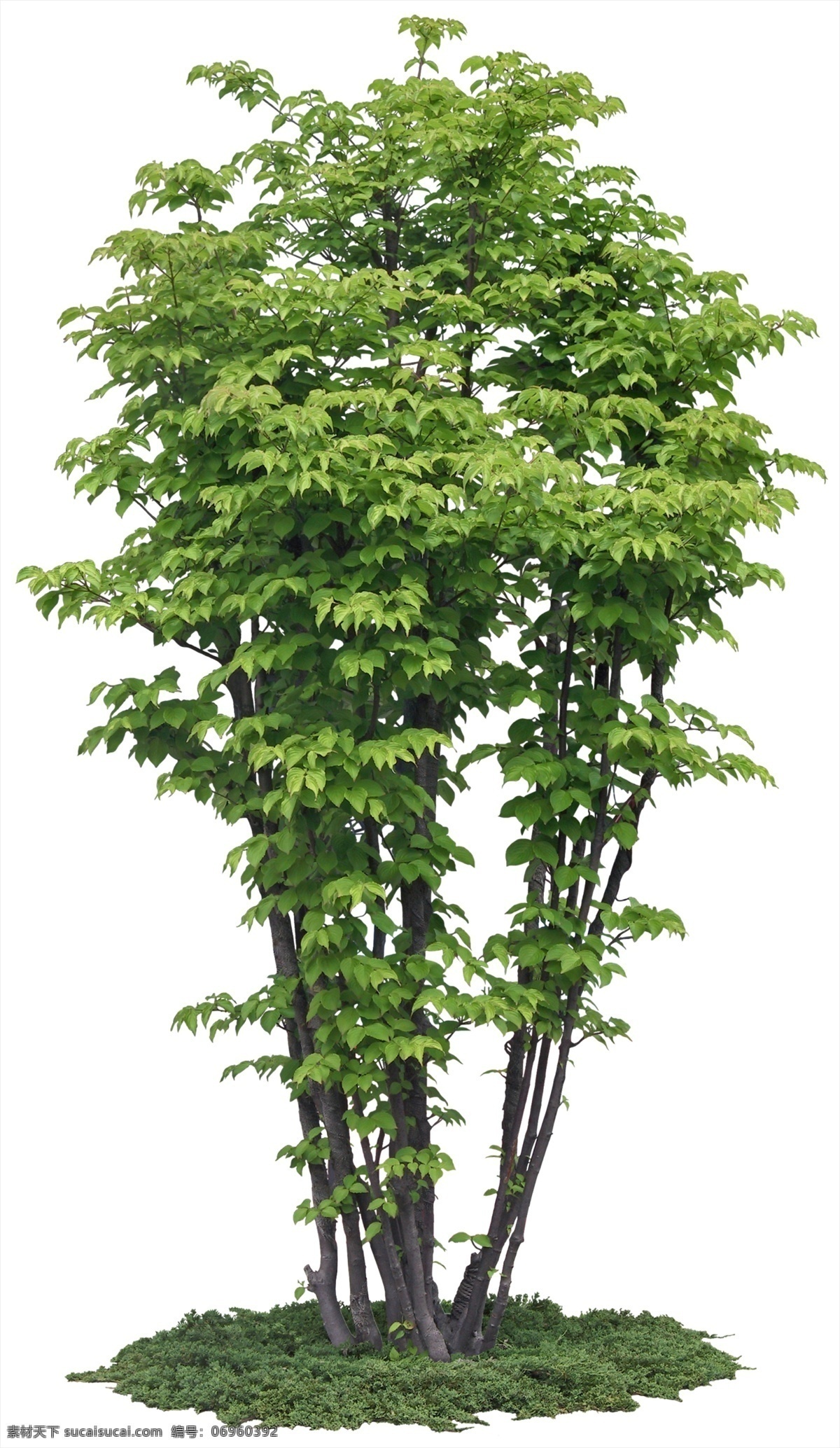 山茱萸 植物素材 风景 分层 源文件