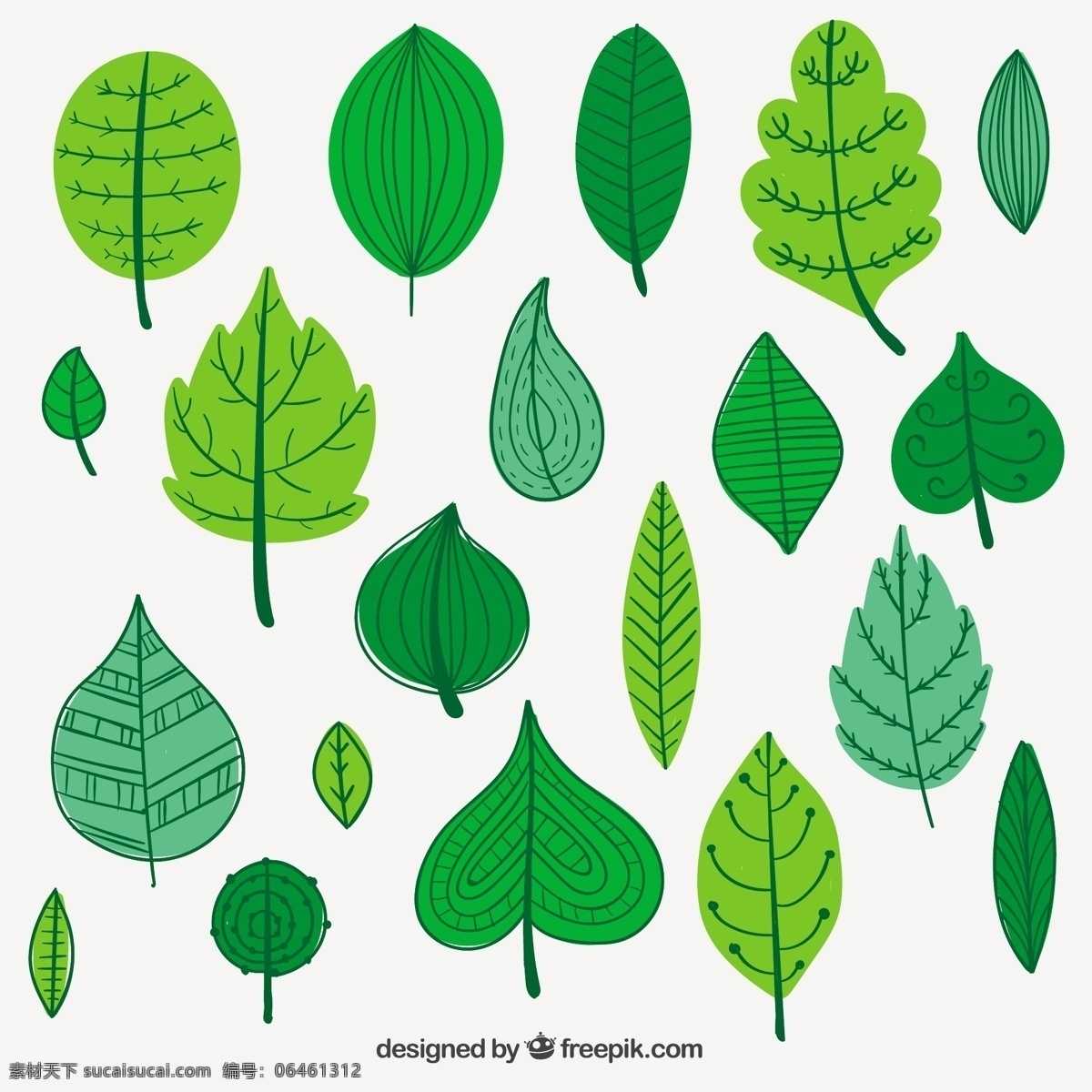绿色 叶子 说明 树 自然 树叶 植物 插图 绿叶 植被 白色