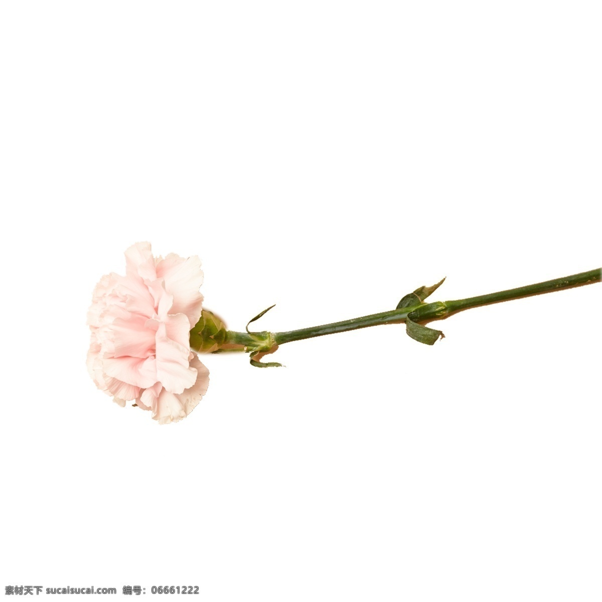 枝 粉色 花朵 免 扣 图 情节人送花 好看 一枝 粉色的花朵 免扣图