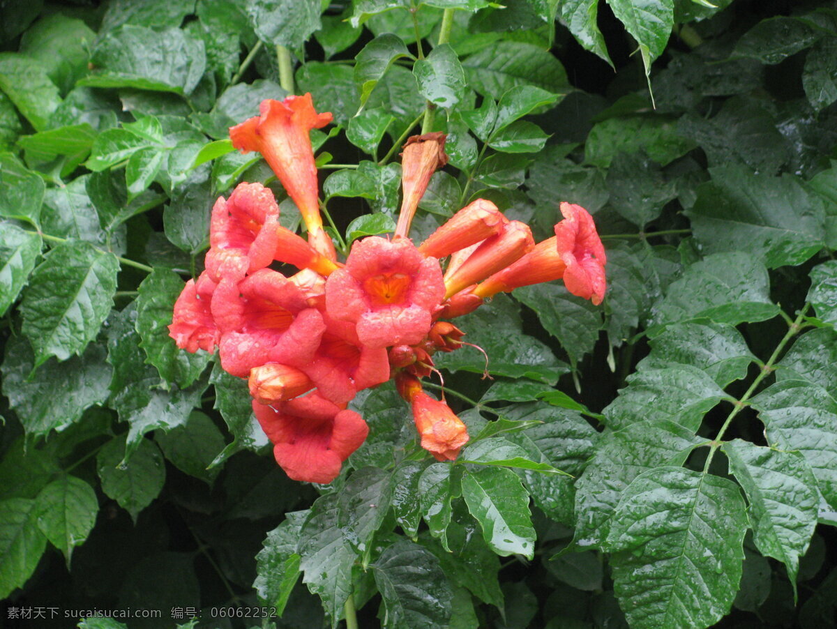 凌霄花 凌霄 紫葳 花卉 花儿 花朵 植物 花草 绿化景观 园林绿化 凌霄凌霄花 生物世界