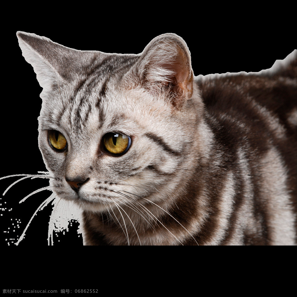 高清 唯美 猫 静态 写实 灵气猫猫 生动 形象