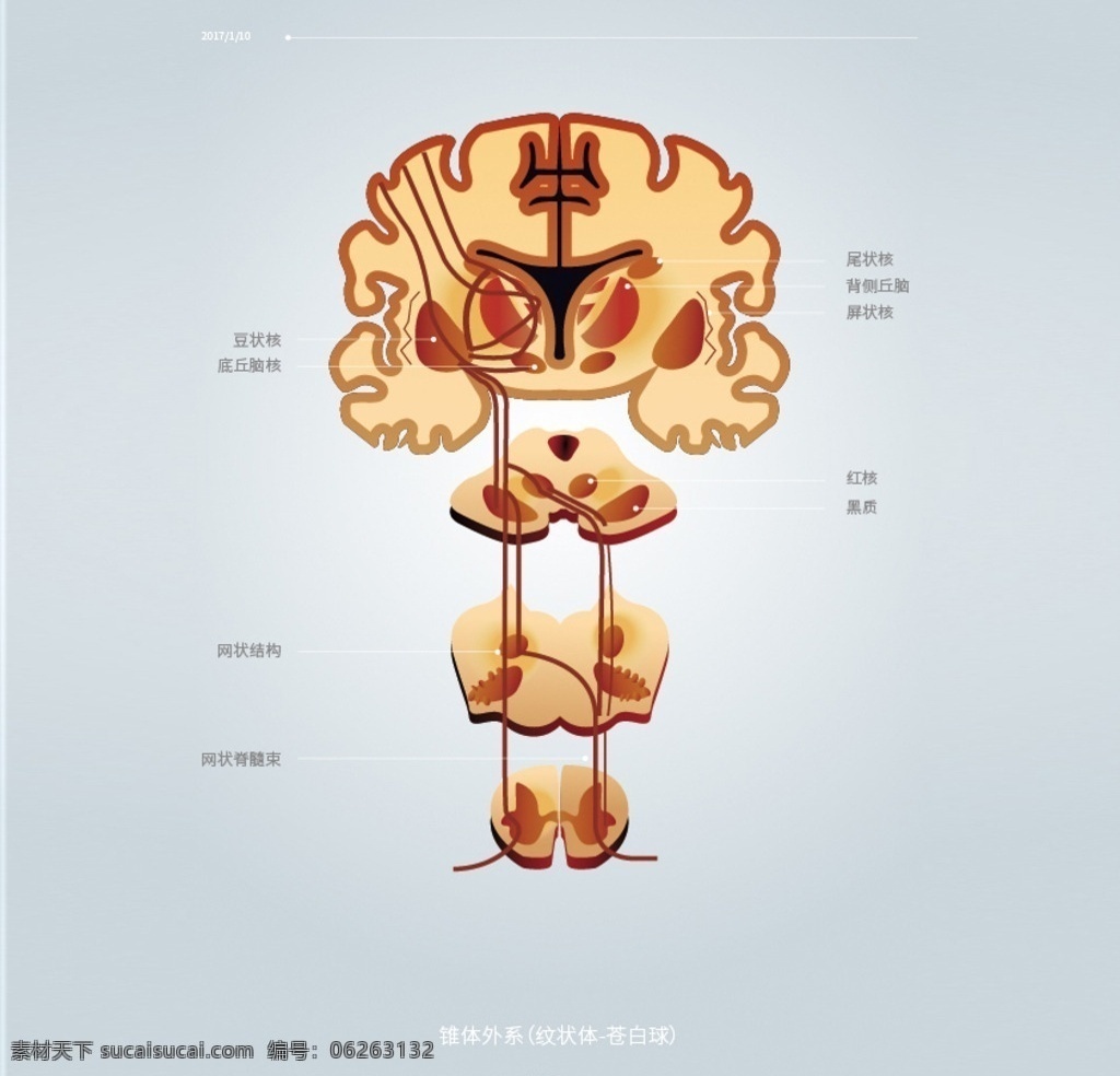 神经系统 脑部解刨 医疗信息图 锥体外系 纹状体 苍白球