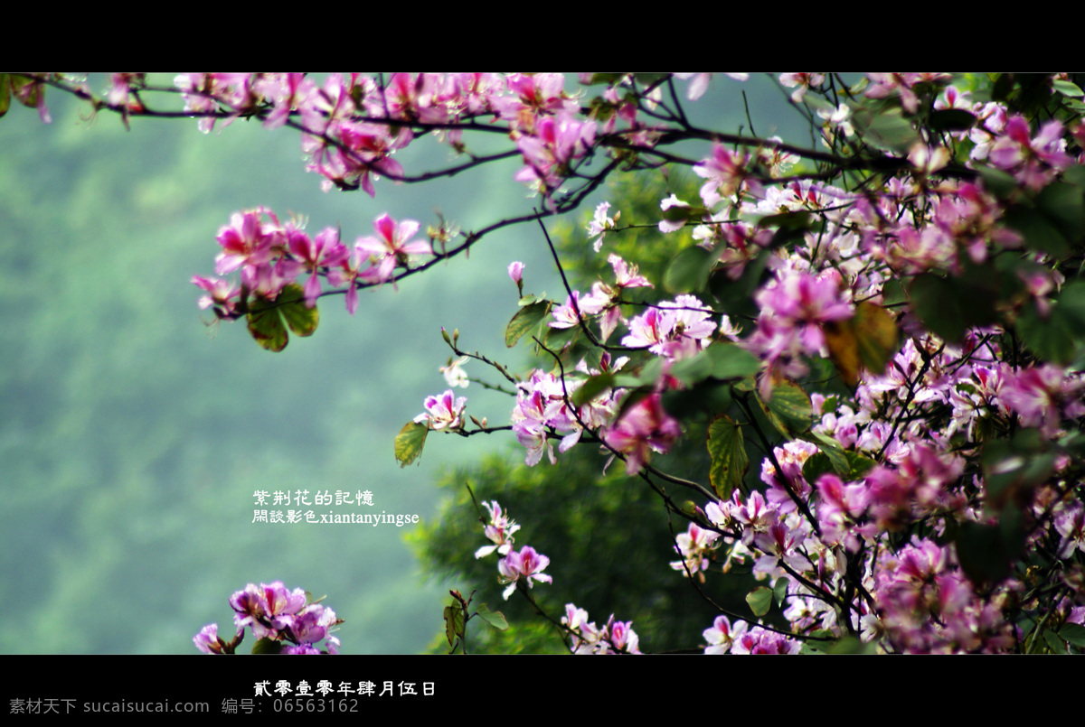 原创 紫荆花 图 风景 生活 旅游餐饮