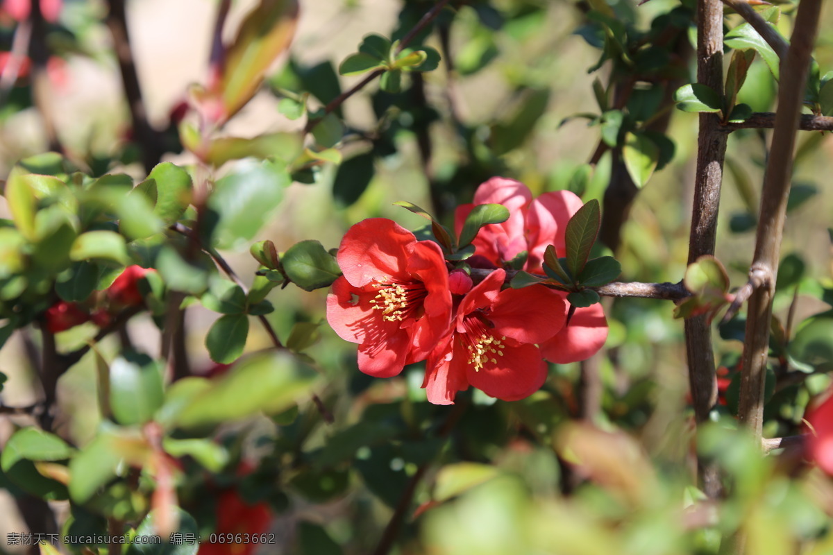 贴梗海棠 海棠花 海棠树 花骨朵 春芽 花苞 海棠 春天 花卉 树枝 自然景观 绿化景观 装饰画 海棠山楂 生物世界 花草