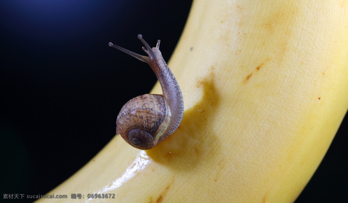 唯美蜗牛 唯美 蜗牛 可爱 昆虫 软体动物 微距 动物 生物世界