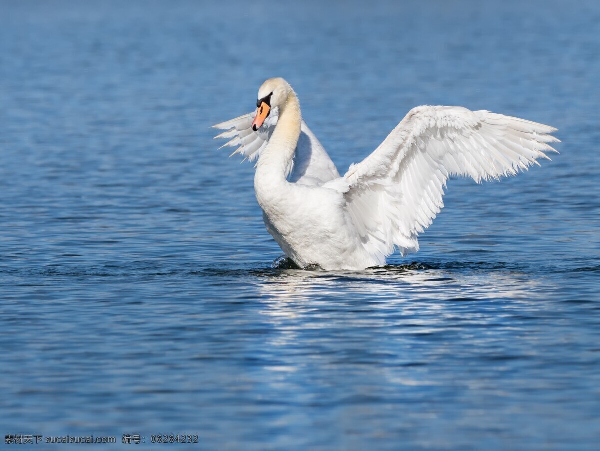 白天鹅 展翅飞翔 湖 海 湖光 生物世界 鸟类