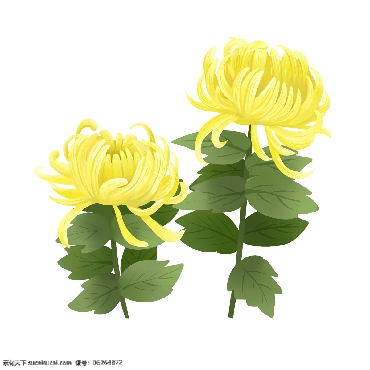手绘 花 鲜花 原创 菊花 秋菊 花朵 叶子 黄色 绿色