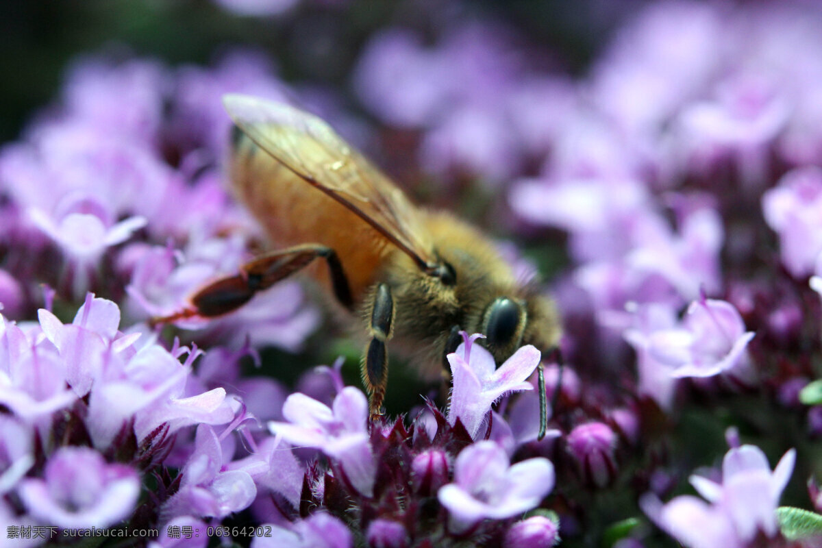 蜜蜂 动物图片 蜂 昆虫 昆虫图片 蜜蜂素材 蜜蜂图片 昆虫摄影 生物世界