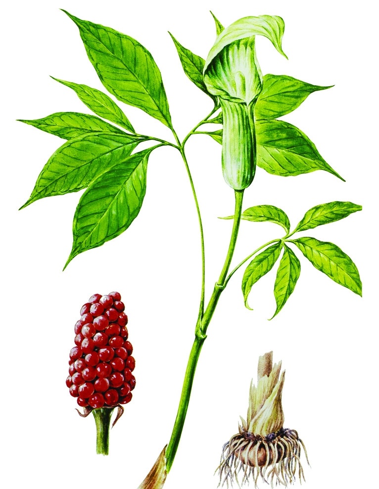 朝鲜天南星 中草药 花 叶 分层 源文件