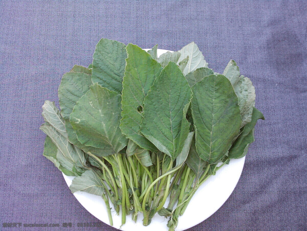 苋菜 生物世界 蔬菜 野菜 植物 苋菜叶 风景 生活 旅游餐饮