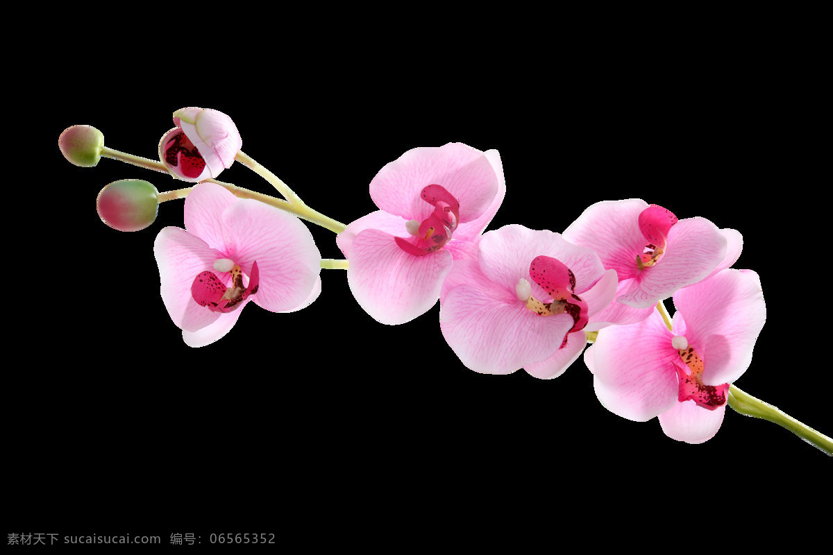 蝴蝶 兰花 漂浮 元素 梅花 腊梅 冬天 实物 质感