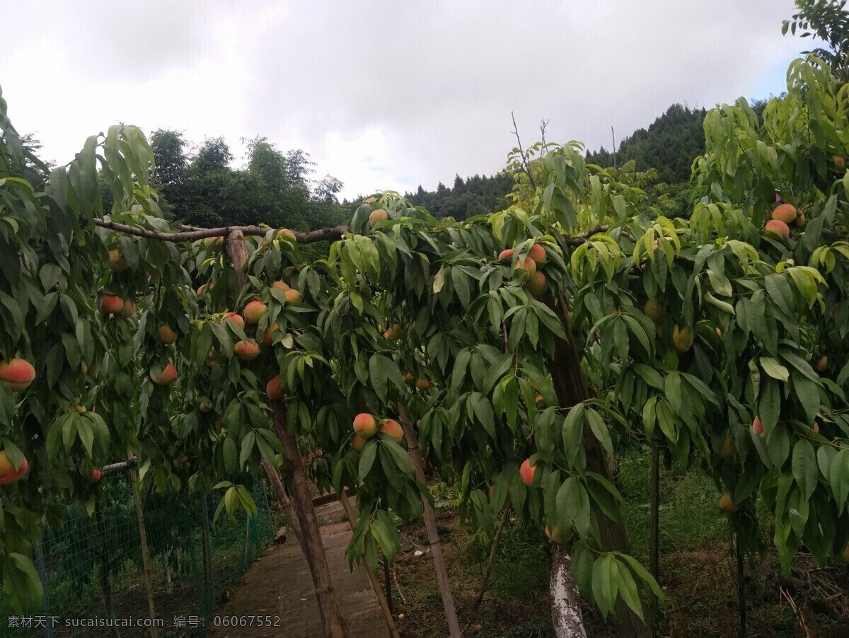 桃园 采摘桃子 树 植物 桃子 自然 熟了 绿色 美食 生物世界 水果 生物瓜果蔬菜