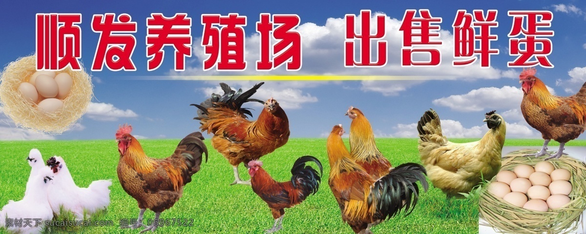 顺发养殖场 公鸡 母鸡 乌鸡 草鸡 草 鸡蛋 蓝天 白云 分层 源文件
