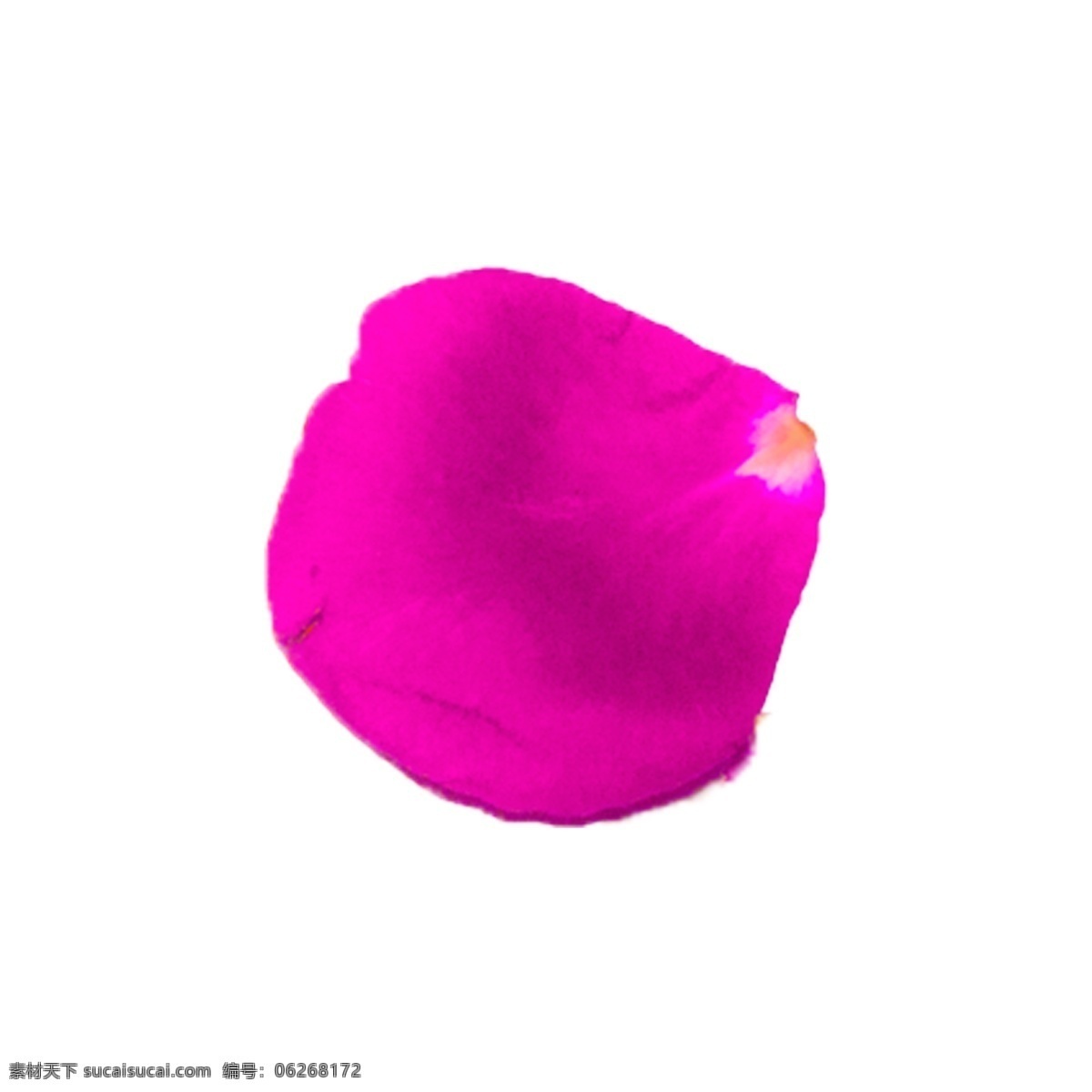 片 粉色 玫瑰 花瓣 实物 拍摄 免 抠 一片花瓣 粉玫瑰 玫瑰花瓣 鲜花 花卉 植物 爱情 情人节 粉玫瑰免抠 实物拍摄