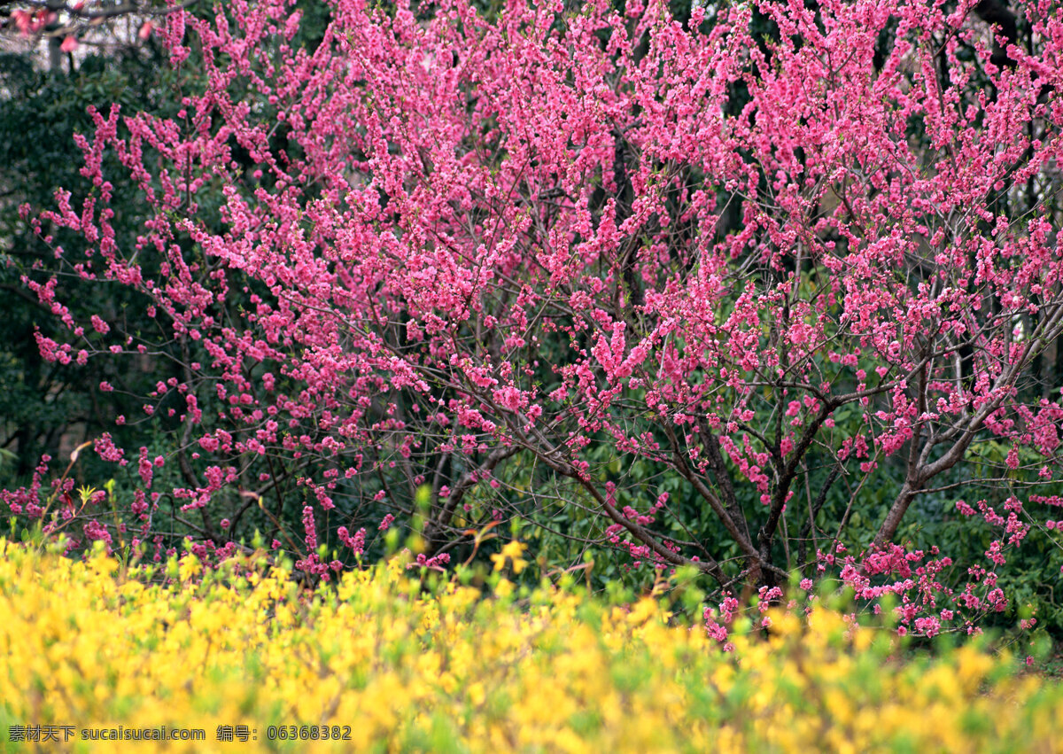 树林 花朵 花海 鲜花图片 生物世界