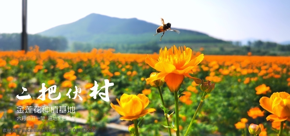 金 莲花 美景 图 六月 遍地 金黄 花卉 金莲花 蜜蜂 大自然 围场 坝上 自然景观 自然风光