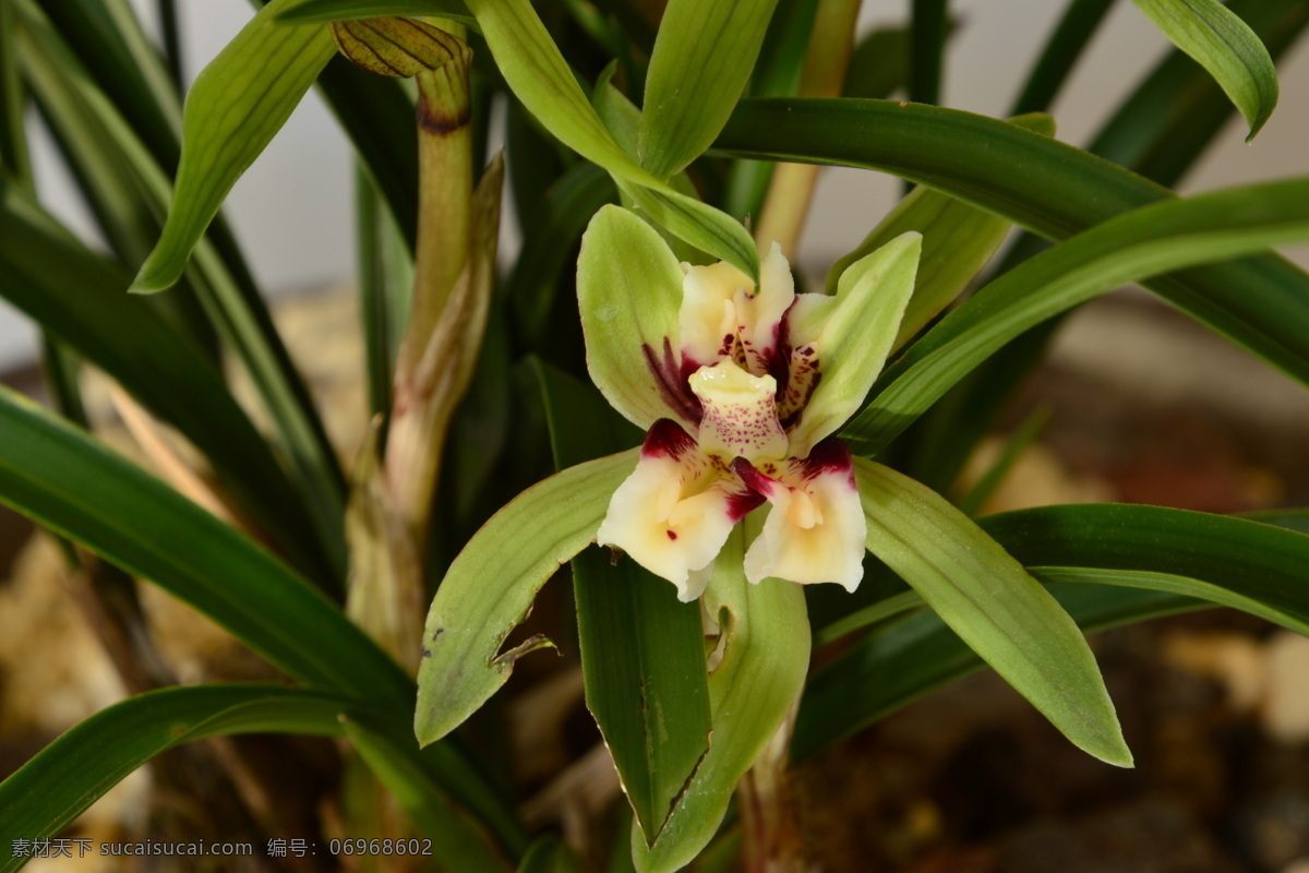 兰花 春兰 幽兰 兰草 花朵 花儿 植物 兰科 鲜花 花卉 盆栽 花草 园艺 园林景观 绿化景观 蝴蝶兰兰花 生物世界