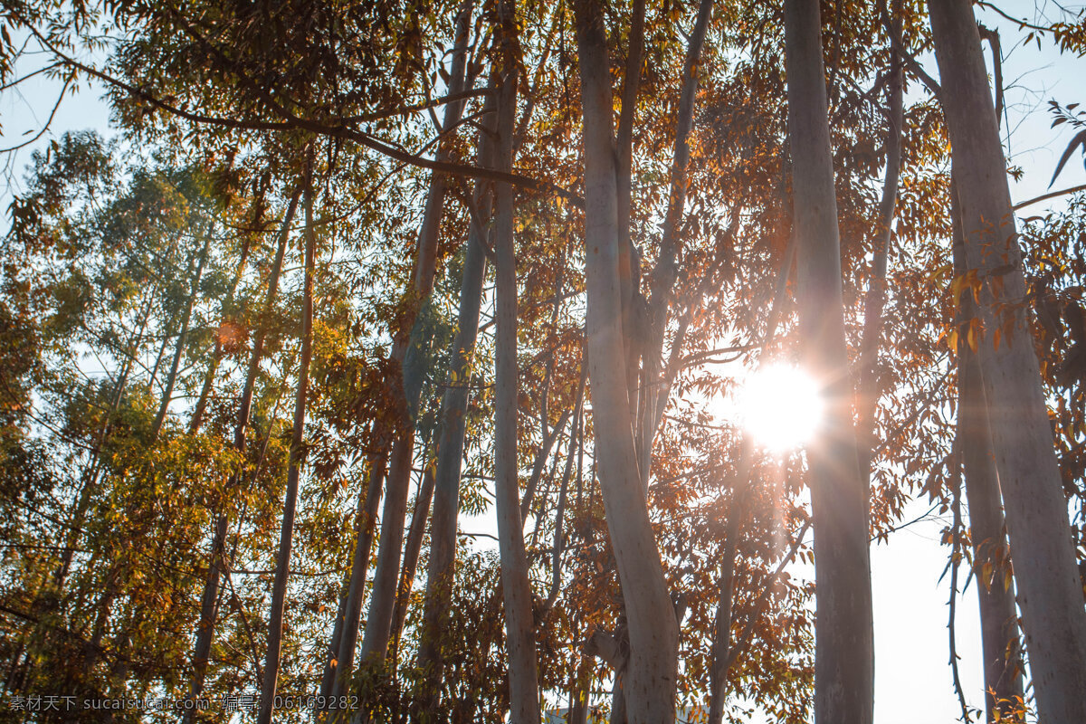 唯美 阳光 下 树林 商用 背景 图 树 树叶 植物 文艺 古典
