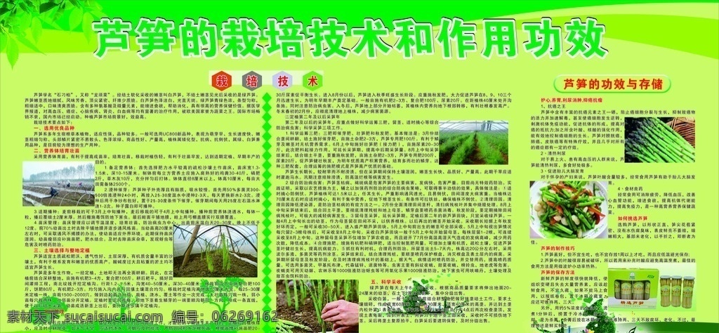 芦笋栽培 芦笋 栽培 种植 产业 农业 合作社 展板 展架 海报制度
