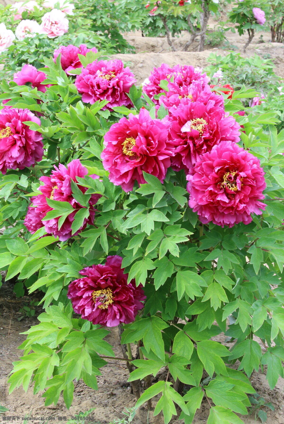 牡丹花 牡丹 观赏花卉 鼠姑 木芍药 百雨金 洛阳花 花朵 花瓣 花蕊 花卉 花儿 花草 植物 园林绿化 绿化景观 芍药牡丹 生物世界