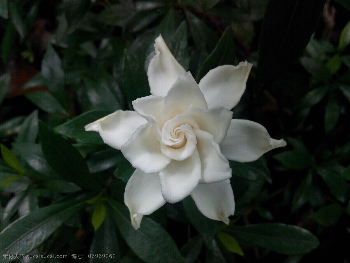 小叶栀子花 夏天 花草 栀子花 小白花 生物世界